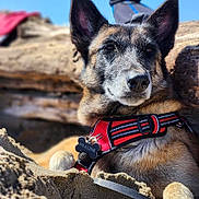 Praline participe au concours pour gagner de l'argent avec cette photo : dog, canine, red_harness, sand, beach, outdoor, sunlight, driftwood, calm, relaxed, pet, animal, ears, snout, fur, portrait, daylight, nature, closeup, leash