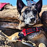 dog, canine, red_harness, sand, beach, outdoor, sunlight, driftwood, calm, relaxed, pet, animal, ears, snout, fur, portrait, daylight, nature, closeup, leash