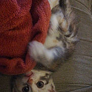 Vedette a rejoint le concours — aidez-le/la à gagner de superbes lots ! kitten, cat, blanket, red_blanket, couch, pet, animal, fur, face, eyes, playful, cozy, indoor, cute, small, young, whiskers, tail, paw, resting