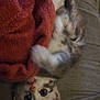 kitten, cat, blanket, red_blanket, couch, pet, animal, fur, face, eyes, playful, cozy, indoor, cute, small, young, whiskers, tail, paw, resting