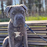 Blue participe au concours pour gagner de l'argent avec cette photo : dog, puppy, bench, leash, outdoor, daylight, wood, pet, animal, sitting, collar, greenery, blurred_background, nature, young, canine, fence, ears, fur, expression