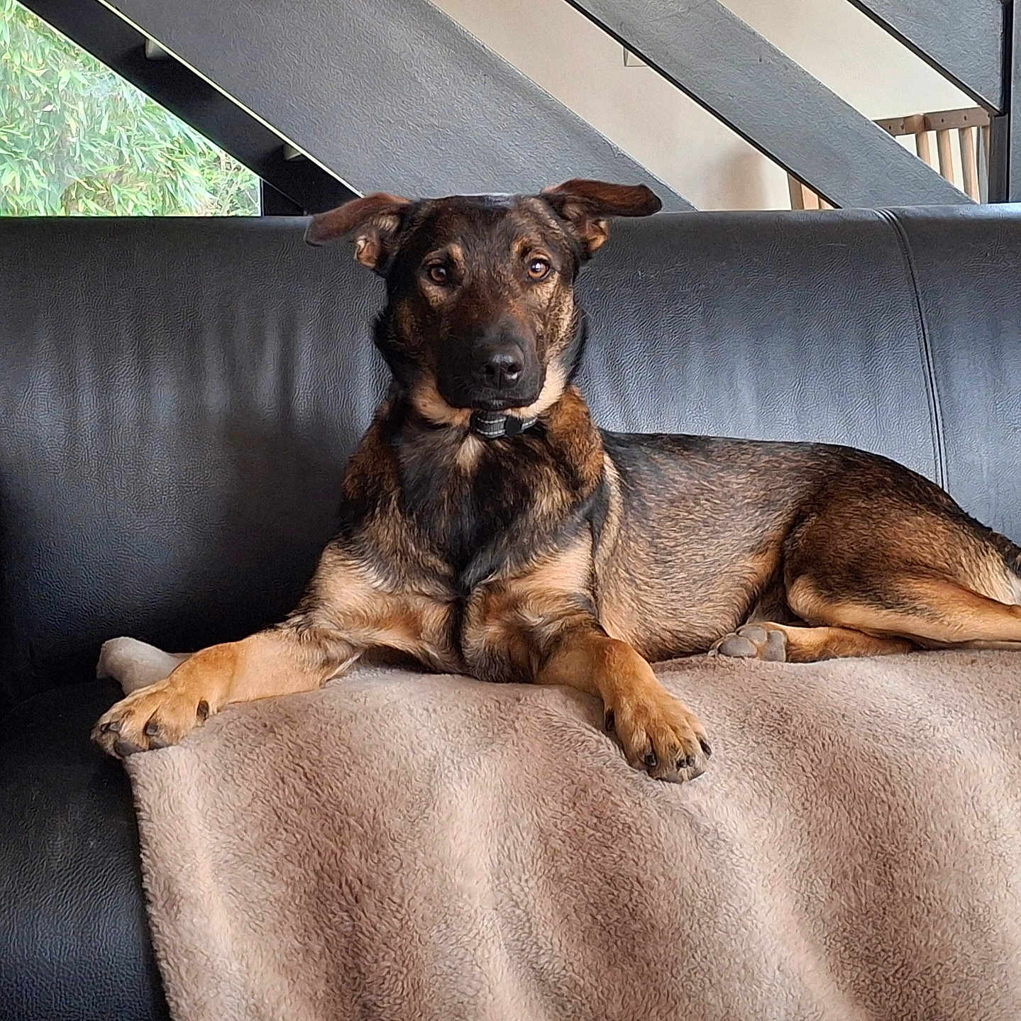 Ulysse participe au concours pour gagner de l'argent avec cette photo : dog, couch, blanket, indoor, leather, pet, relaxed, brown, black, ears, alert, window, staircase, furniture, animal, lying_down, home, cozy, domestic, canine
