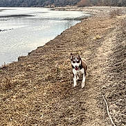 Zeus joined the competition — help win amazing prizes! animal, bare_trees, brown, canine, dirt, dog, landscape, muddy, nature, outdoor, path, pet, river, scenery, tongue_out, trees, walk, water, white, winter