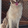 Diesel is registered to the contest to win money with this photo: dog, canine, indoor, floor, wooden_floor, tongue_out, happy, sitting, pet, fur, baby_gate, kitchen, cabinet, smiling, animal, domestic_animal, companion, friendly, sunlight, house