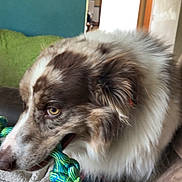 Diesel is registered to the contest to win money with this photo: animal, blanket, brown, canine, chewing, comfort, couch, cozy, dog, fur, home, indoor, living_room, pet, plaid, playful, relaxed, rope_toy, toy, white