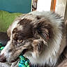 animal, blanket, brown, canine, chewing, comfort, couch, cozy, dog, fur, home, indoor, living_room, pet, plaid, playful, relaxed, rope_toy, toy, white