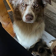 Diesel is registered to the contest to win money with this photo: