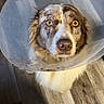Diesel joined the competition — help win amazing prizes! dog, cone, plastic_cone, pet, floor, wooden_floor, foot, human_foot, nail_polish, brown_dog, white_dog, fur, looking_up, indoors, domestic_animal, expression, curious, standing, companion, animal