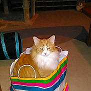 Thomas J. joined the competition — help win amazing prizes! animal, carpet, cat, couch, cozy, curious, floor, fluffy, furniture, glowing_eyes, home, indoor, orange_cat, pet, pet_toy, relaxed, shopping_bag, striped_bag, two_cats, white_cat