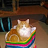 animal, carpet, cat, couch, cozy, curious, floor, fluffy, furniture, glowing_eyes, home, indoor, orange_cat, pet, pet_toy, relaxed, shopping_bag, striped_bag, two_cats, white_cat