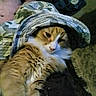 Thomas J. joined the competition — help win amazing prizes! animal, bucket_hat, camouflage, casual, cat, clothing, face, fluffy, fur, hat, home, indoor, orange_cat, person, pet, relaxing, resting, shirtless, sleepy, white_fur