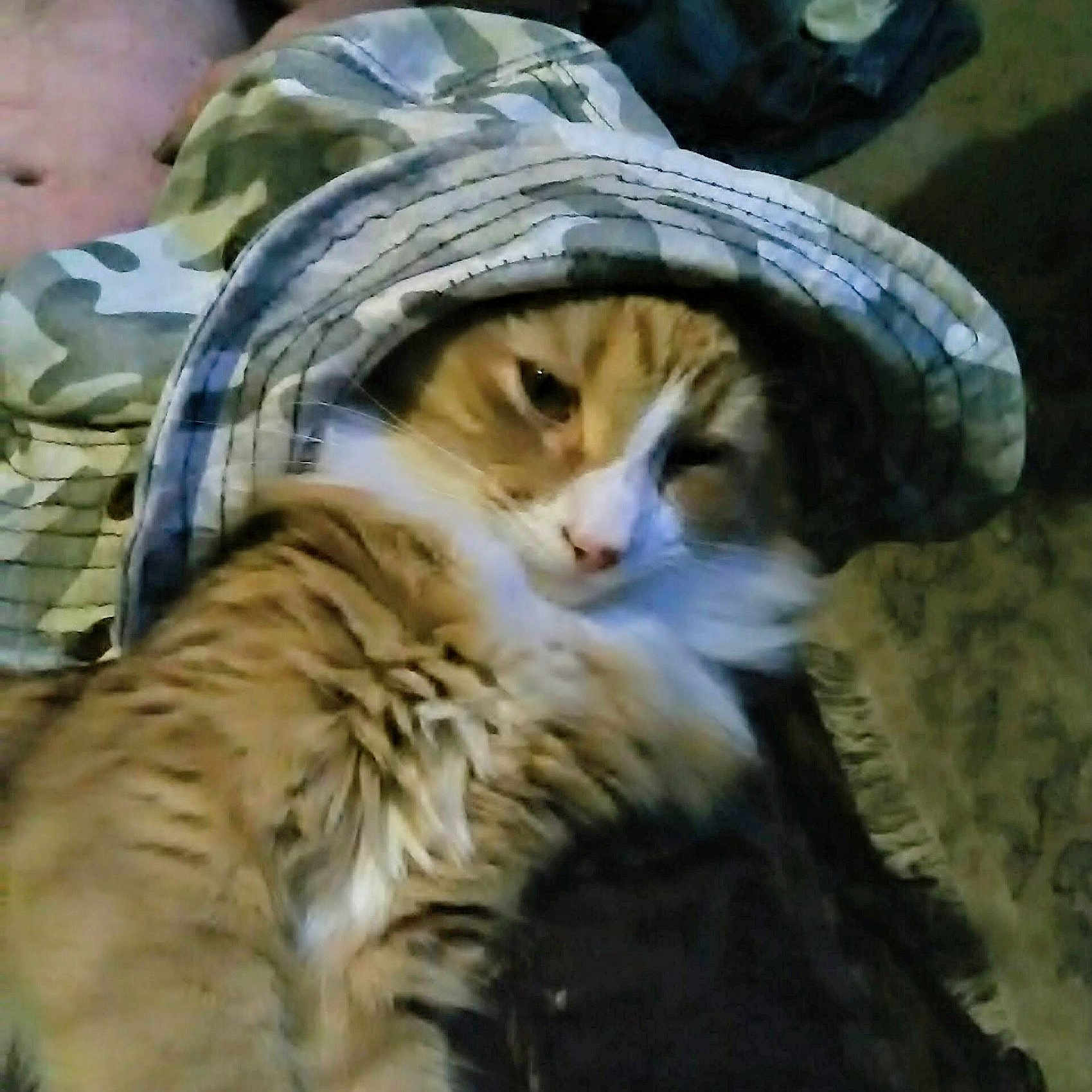 Thomas J. joined the competition — help win amazing prizes! animal, bucket_hat, camouflage, casual, cat, clothing, face, fluffy, fur, hat, home, indoor, orange_cat, person, pet, relaxing, resting, shirtless, sleepy, white_fur