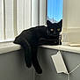Stormi joined the competition — help win amazing prizes! black_cat, cat, windowsill, curtain, indoor, pet, animal, yellow_eyes, relaxed, sunlight, window, shadow, resting, feline, domestic_cat, fur, tail, whiskers, chain, window_blind