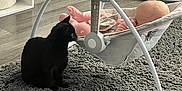 Stormi joined the competition — help win amazing prizes! black_cat, baby, baby_swing, carpet, floor, indoor, toy, baby_clothes, furniture, home, curious_cat, resting_baby, soft_lighting, pastel_colors, quiet_moment, animal, pet, child, domestic, cozy