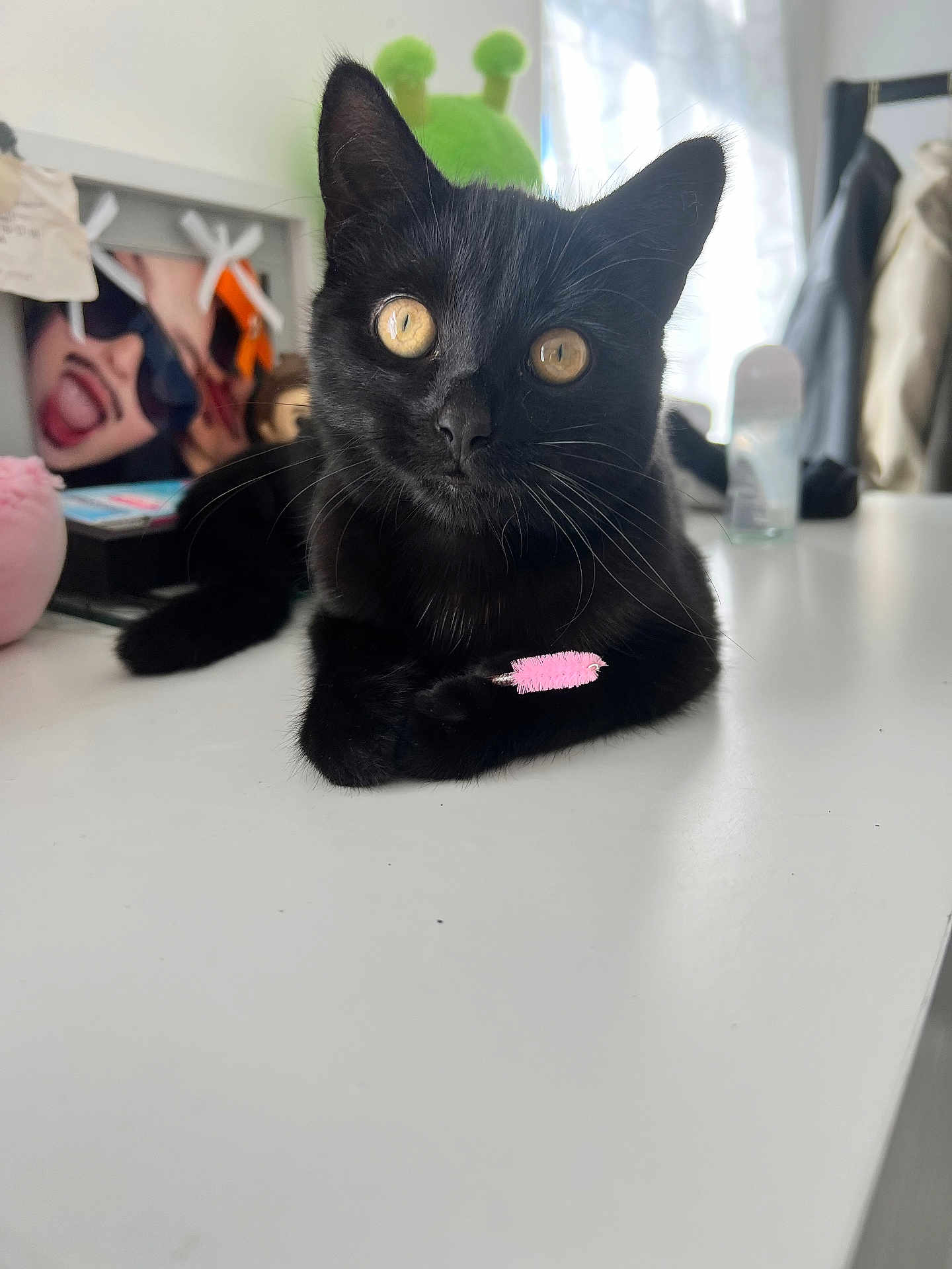 Stormi is registered to the contest to win money with this photo: black_cat, cat, yellow_eyes, indoor, white_surface, pink_object, plush_toy, blurred_background, photograph, toy, curious, pet, animal, whiskers, face, table, furniture, domestic, cute, playful
