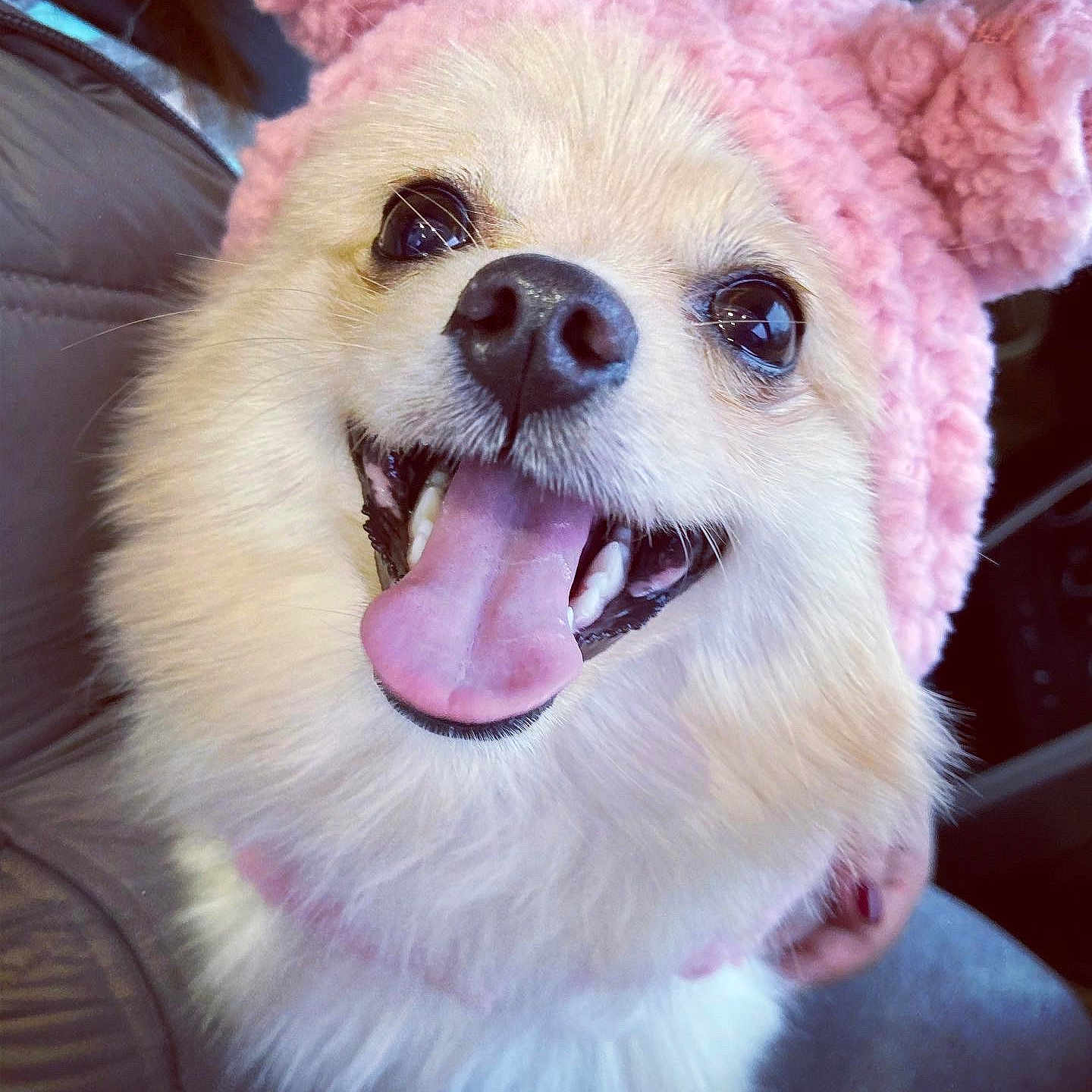 Sushi is registered to the contest to win money with this photo: adorable, animal, canine, close_up, companion, cute, dog, fluffy, fur, happy, indoor, joyful, knitted_hat, mammal, pet, pink_hat, pom_poms, portrait, smiling, tongue_out