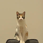 Alba participe au concours pour gagner de l'argent avec cette photo : cat, calico, chair, indoor, pet, animal, feline, sitting, looking, domestic_cat, fur, whiskers, ears, paws, calm, home, furniture, portrait, cute, alert