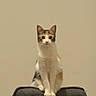 cat, calico, chair, indoor, pet, animal, feline, sitting, looking, domestic_cat, fur, whiskers, ears, paws, calm, home, furniture, portrait, cute, alert