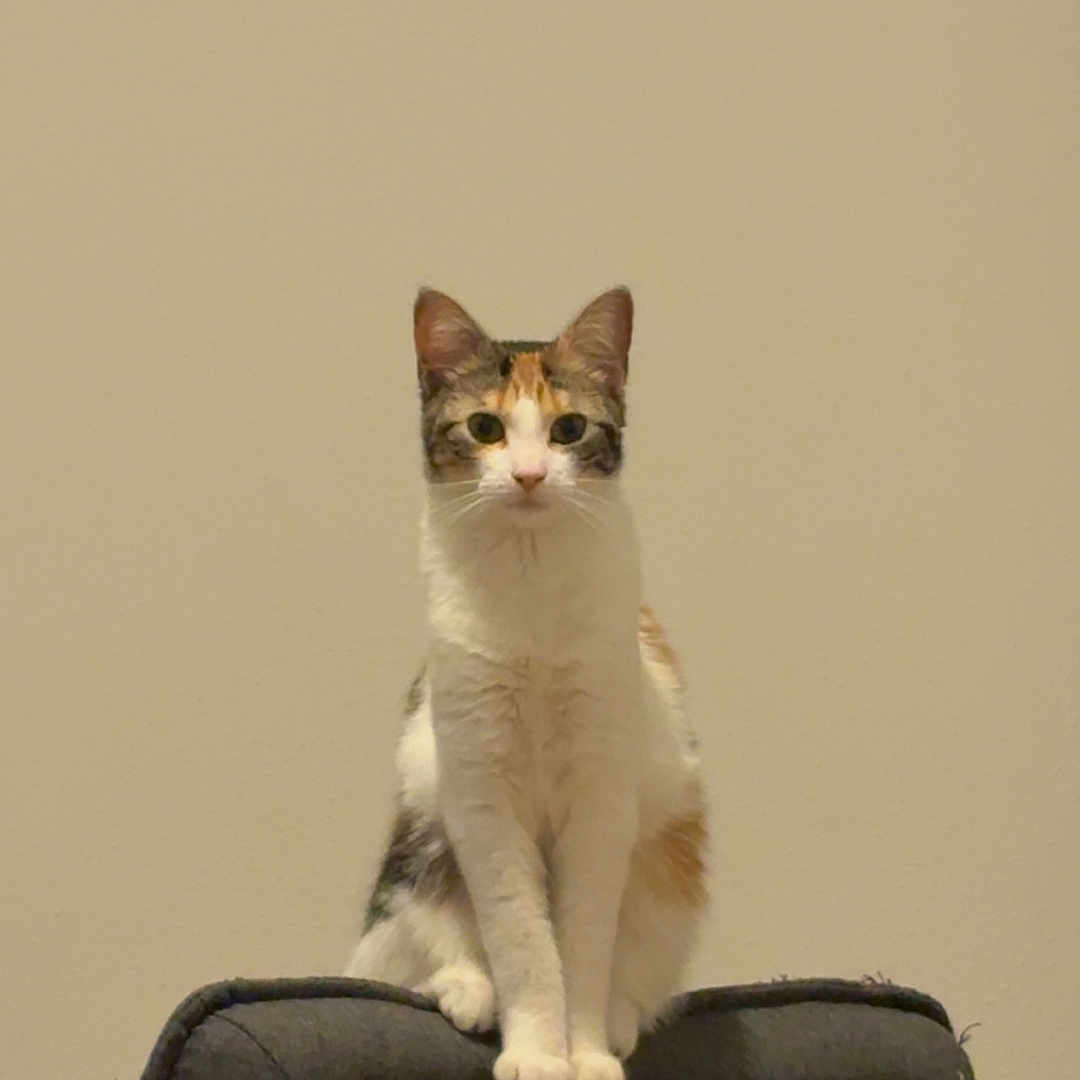 Alba participe au concours pour gagner de l'argent avec cette photo : cat, calico, chair, indoor, pet, animal, feline, sitting, looking, domestic_cat, fur, whiskers, ears, paws, calm, home, furniture, portrait, cute, alert