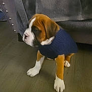 Prince Harold joined the competition — help win amazing prizes! animal, blanket, blue_sweater, boxer, brown_dog, couch, cozy, cute, dog, floor, furniture, gray_blanket, home, indoor, pet, puppy, sweater, white_paws, wooden_floor, young_dog