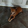 dog, brown_dog, floor, tile_floor, kitchen, cabinet, pet, animal, small_dog, lying_down, ears, collar, indoors, resting, quiet, home, fur, canine, relaxed, tile