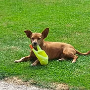 Snoopie participe au concours pour gagner de l'argent avec cette photo : dog, brown_dog, grass, watering_can, outdoor, pet, animal, lawn, sunny, canine, nature, relaxing, playful, greenery, daytime, small_dog, ears, lying_down, garden_tool, summer
