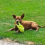 dog, brown_dog, grass, watering_can, outdoor, pet, animal, lawn, sunny, canine, nature, relaxing, playful, greenery, daytime, small_dog, ears, lying_down, garden_tool, summer