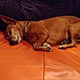 Snoopie participe au concours pour gagner de l'argent avec cette photo : dog, sleeping, brown_dog, pet, leather_couch, orange_couch, indoor, resting, collar, paw, furniture, relaxation, cozy, person, dark_clothing, napping, canine, domestic_animal, closeup, quiet