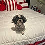 dog, bed, pillow, blanket, red, white, black, indoor, pet, small_dog, decor, lighting, cozy, comfort, furniture, resting, animal, cute, portrait, relaxing
