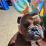 Pig joined the competition — help win amazing prizes! brown_coat, bulldog, bunny_ears, chain, close_up, collar, costume, dog, furniture, human_hand, indoors, nose, paw, pet, sitting, tile_floor, tongue, toy, water_jug, wrinkled_face