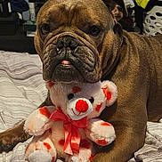 Pig is registered to the contest to win money with this photo: bed, bedroom, blanket, brown_coat, bulldog, close_up, closet, clothes, dog, nails, paw, pet, playful, portrait, short_hair, stuffed_toy, teddy_bear, tongue, toy, wrinkled_face