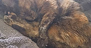 Bianca participe au concours pour gagner de l'argent avec cette photo : animal, blanket, cat, companion, cozy, curled_up, cute, domestic, feline, fur, indoor, nap, paw, pet, relaxation, resting, sleeping, soft, tortoiseshell, whiskers