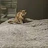 Bianca a rejoint le concours — aidez-le/la à gagner de superbes lots ! animal, bed, blanket, brown, calm, cat, cozy, domestic, feline, fur, furniture, home, indoor, pattern, pet, quiet, resting, sleeping_area, soft, texture