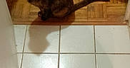 Bianca a rejoint le concours — aidez-le/la à gagner de superbes lots ! animal, cat, curious, domestic, ears, eyes, feline, floor, household_items, indoor, looking_up, pet, room, shadow, sitting, tail, tile_floor, tortoiseshell, whiskers, wooden_floor