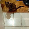 cat, tortoiseshell, wooden_floor, tile_floor, shadow, indoor, curious, pet, animal, looking_up, floor, household_items, domestic, feline, ears, tail, whiskers, eyes, sitting, room