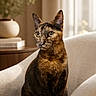 animal, blurred_background, cat, chair, closeup, cozy, curious, domestic, ears, eyes, feline, fur, home, indoor, pet, portrait, potted_plant, sitting, tortoiseshell, whiskers