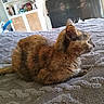 Bianca a rejoint le concours — aidez-le/la à gagner de superbes lots ! animal, bed, blanket, books, cat, cozy, domestic, feline, furniture, home, indoor, pet, reflection, relaxing, resting, shelf, side_view, storage, television, tortoiseshell