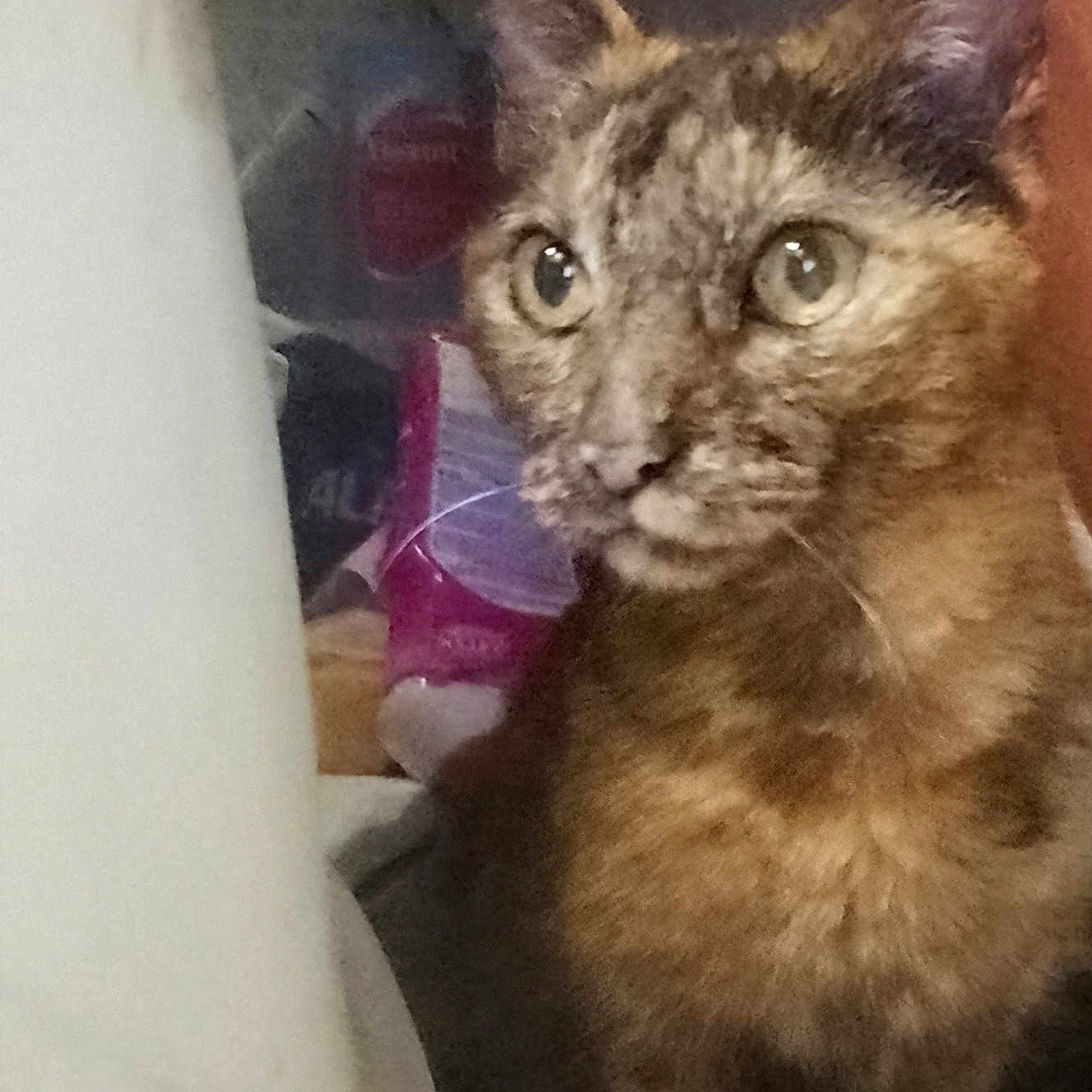 Bianca a rejoint le concours — aidez-le/la à gagner de superbes lots ! cat, tortoiseshell, pet, indoor, animal, fur, whiskers, ears, eyes, close_up, curious, domestic, mammal, cute, companion, feline, portrait, sitting, household, background