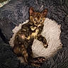 Biscotte a rejoint le concours — aidez-le/la à gagner de superbes lots ! kitten, cat, tortoiseshell, pet_bed, fluffy, fur, animal, cute, relaxed, indoor, cozy, small, young, whiskers, ears, paws, resting, soft, comfortable, domestic