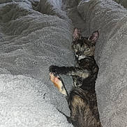 Biscotte participe au concours pour gagner de l'argent avec cette photo : animal, blanket, cat, comfort, cozy, cute, ears, feline, fur, indoor, laying_down, paw, pet, relaxed, resting, sleepy, soft_texture, tortoiseshell_cat, warm, whiskers