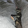 animal, blanket, cat, comfort, cozy, cute, ears, feline, fur, indoor, laying_down, paw, pet, relaxed, resting, sleepy, soft_texture, tortoiseshell_cat, warm, whiskers