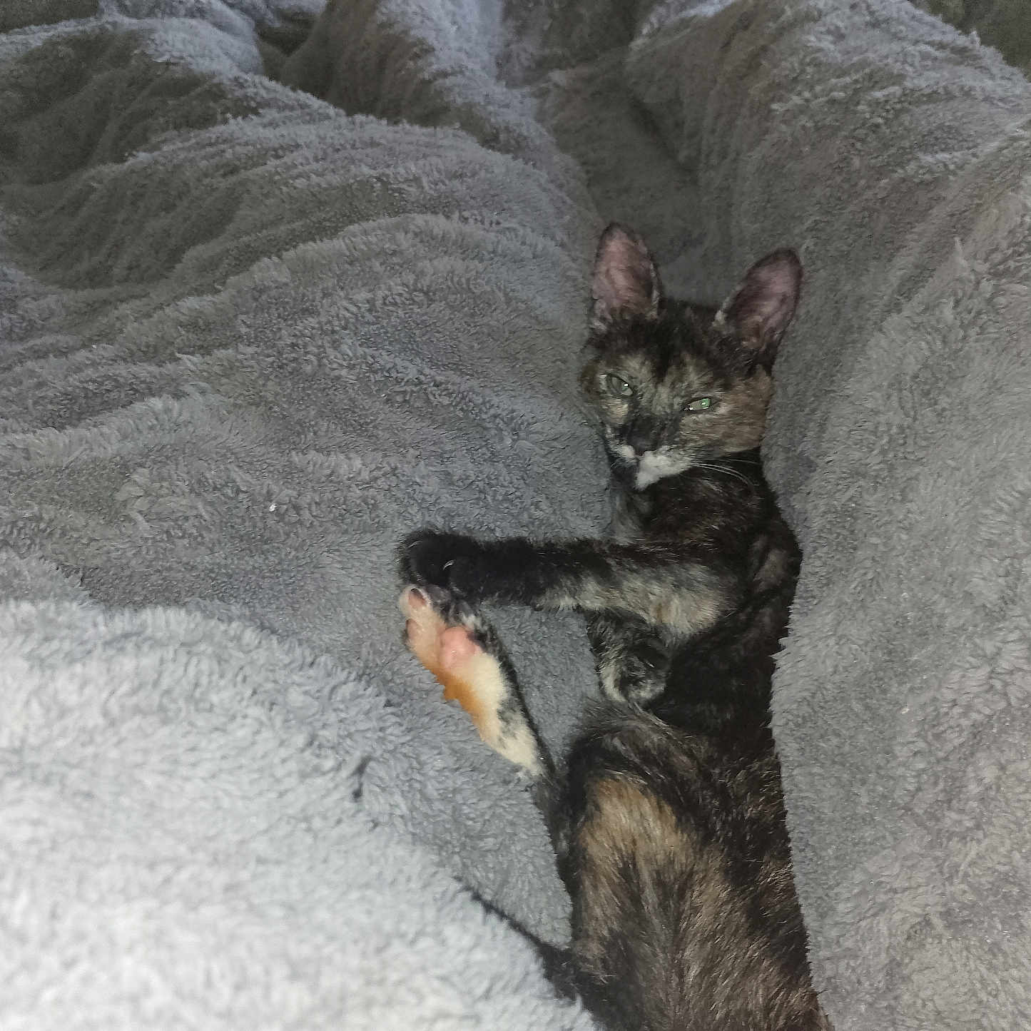 Biscotte