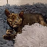 animal, blue_blanket, cat, cozy, cute, domestic_cat, feline, fluffy_blanket, fur, indoor, kitten, pet, relaxing, resting, sleeping, small, soft_texture, tortoiseshell, white_blanket, young_cat