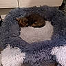 animal, brown, cabinet, carpet, cozy, cute, domestic, fluffy, fur, furniture, gray, home, indoor, kitten, pet_bed, quiet, resting, sleeping, small, white