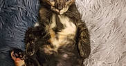 Biscotte a rejoint le concours — aidez-le/la à gagner de superbes lots ! kitten, cat, tortoiseshell, pet, animal, fur, cute, fluffy, bed, resting, indoors, young, small, paw, ears, whiskers, relaxed, soft, cozy, sleepy