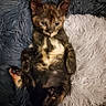 animal, bed, cat, cozy, cute, ears, fluffy, fur, indoors, kitten, paw, pet, relaxed, resting, sleepy, small, soft, tortoiseshell, whiskers, young