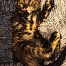 animal, cat, cozy, cute, fluffy_rug, fur_pattern, furry, indoor, kitten, paw, pet, relaxed, resting, sleepy, small, soft_texture, tail, tortoiseshell, whiskers, young_cat