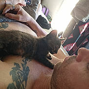 Biscotte participe au concours pour gagner de l'argent avec cette photo : kitten, cat, man, tattoo, chest, sleeping, relaxation, indoor, light, hand, phone, blanket, casual, closeup, pet, animal, companion, resting, intimacy, soft