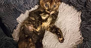 Biscotte a rejoint le concours — aidez-le/la à gagner de superbes lots ! animal, bed, cat, cozy, cute, ears, feline, fluffy, fur, indoor, kitten, looking_at_camera, paw, pet_bed, relaxed, resting, small_animal, tortoiseshell, whiskers, young_animal