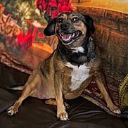 Bella joined the competition — help win amazing prizes! animal, black_fur, brown_fur, canine, companion, cozy, decor, dog, furniture, happy, holiday, indoor, leather_couch, pet, portrait, relaxed, sitting, smiling, tapestry, white_chest